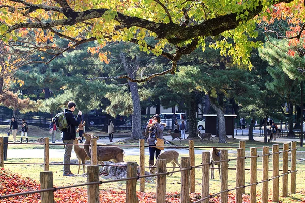 Val seizoen in kyoto — Stockfoto