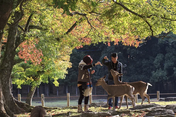 Val seizoen in kyoto — Stockfoto