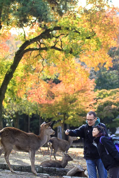 Val seizoen in kyoto — Stockfoto