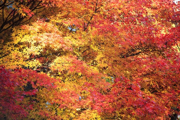 Piękny klon jesienią — Zdjęcie stockowe