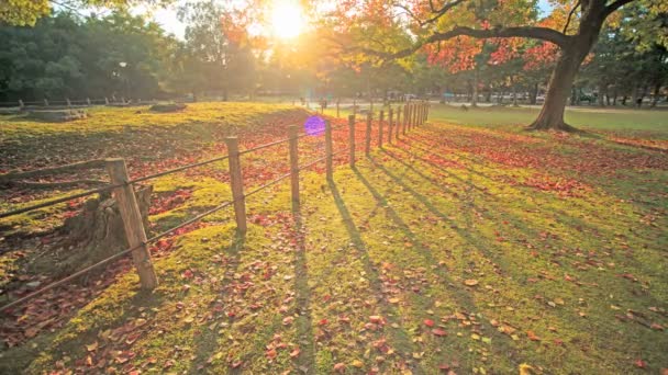 Hermoso arce en el otoño — Vídeo de stock