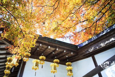 Sonbahar Yaprakları