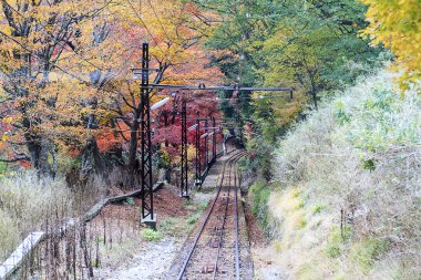Sonbahar Yaprakları