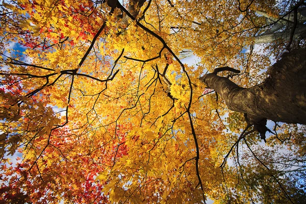 Autumn leaves — Stock Photo, Image