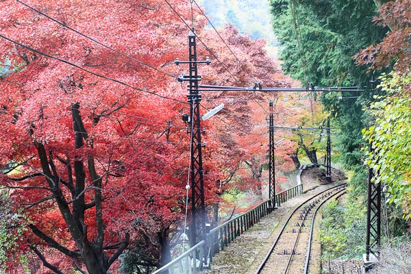 Hojas de otoño — Foto de Stock