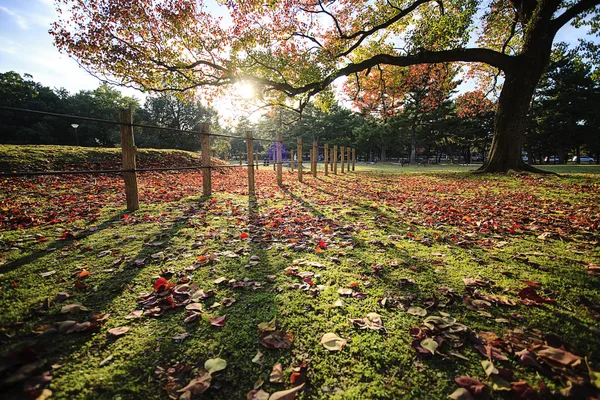 Hojas de otoño —  Fotos de Stock