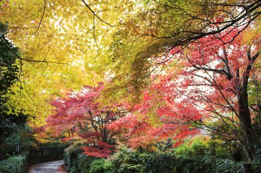 Sonbahar Yaprakları