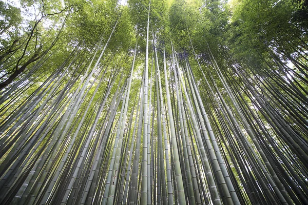 Floresta de bambu — Fotografia de Stock