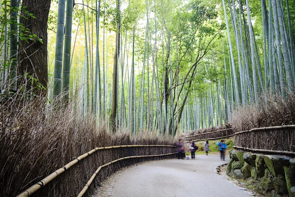 Bambusskogen – stockfoto