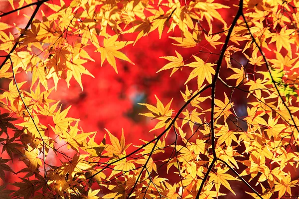 Herbstblätter — Stockfoto