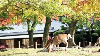 güzel arka plan ile geyik