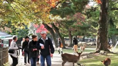 güzel arka plan ile geyik