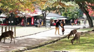 güzel arka plan ile geyik
