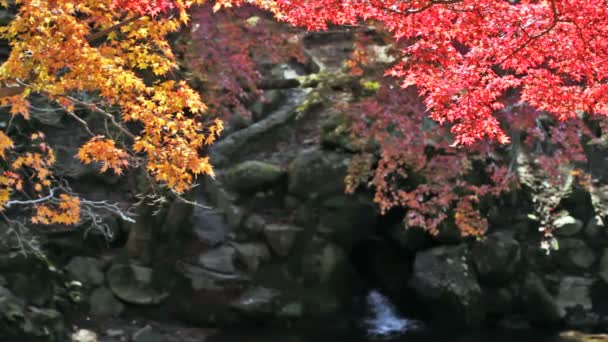 Japanse esdoorn bomen over de rivier — Stockvideo