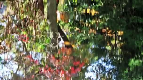 Javor dlanitolistý přes rybník na podzim — Stock video