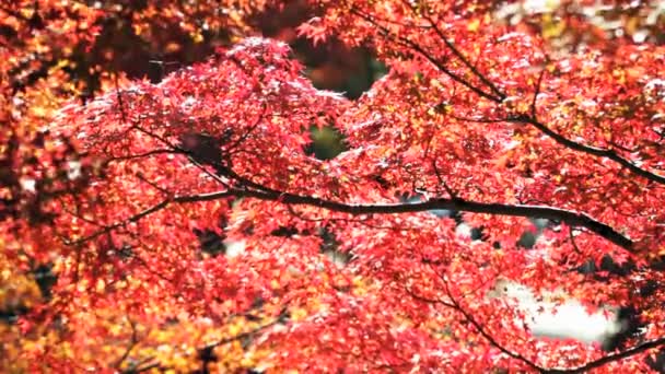 Закрыться на падающей осенней листве — стоковое видео