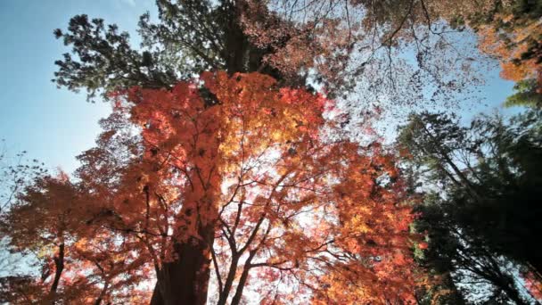 Hojas de otoño — Vídeos de Stock