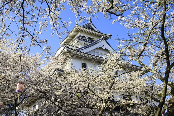 Nice sakura place — Stock Photo, Image