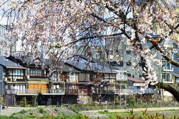 Bonito lugar sakura — Foto de Stock