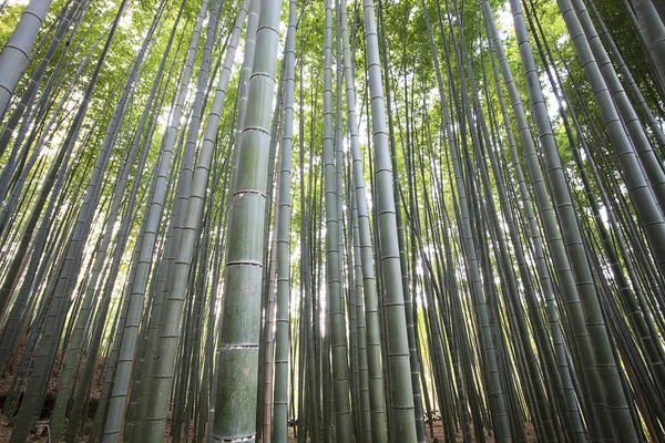 Bamboo forest — Stock Photo, Image