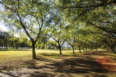 Sahada yeşil çimenler