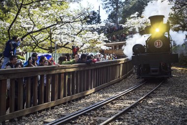 demiryolu ile sakura Alişan Ulusal doğal alan trende orman