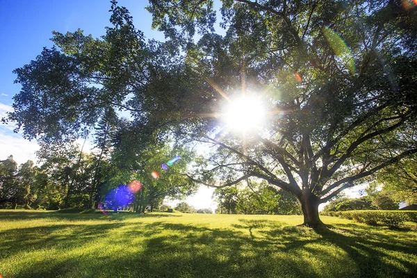 Erba verde sul campo — Foto Stock