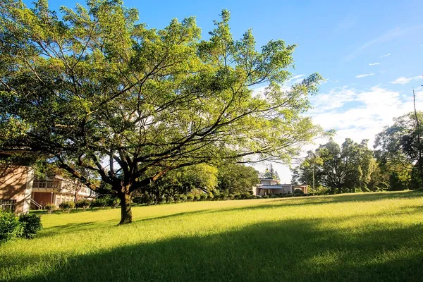 畑の緑の草は — ストック写真