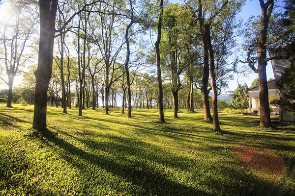 Green grass on the field — Stock Photo, Image