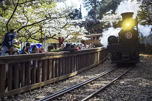 Waldbahn auf der Eisenbahn mit Sakura im Alishan-Nationalpark — Stockfoto