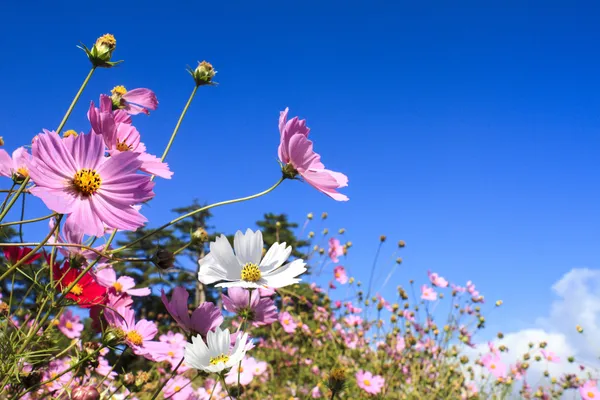 Field of daisy flowers — Stock Photo, Image