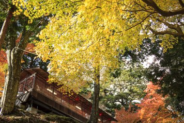 Sonbahar sezonu, Japonya