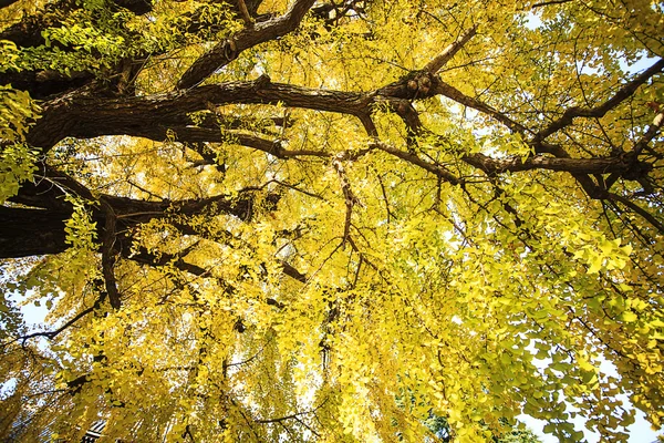 Золоте листя восени — стокове фото