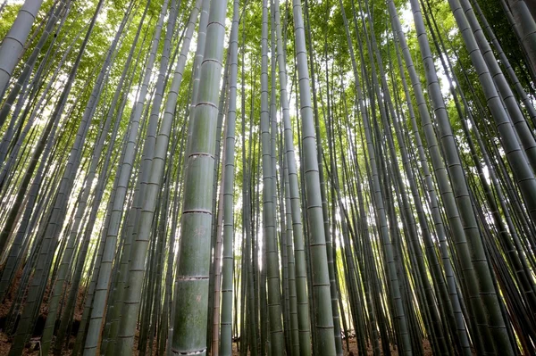 Bamboo — Stock Photo, Image