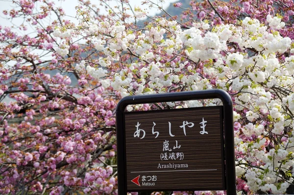 Sakura όμορφο τόπο — Φωτογραφία Αρχείου