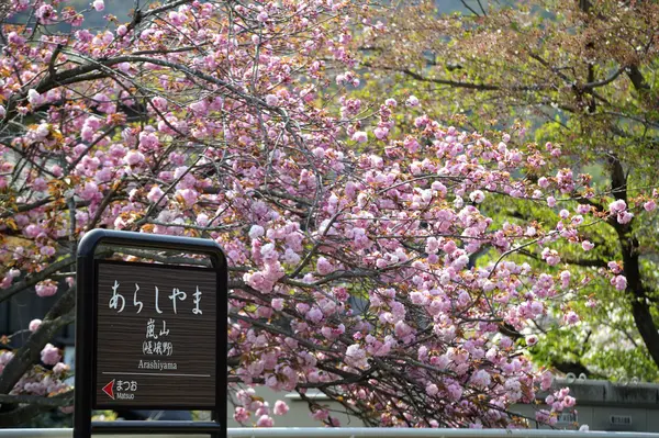 Místo krásné sakura — Stock fotografie