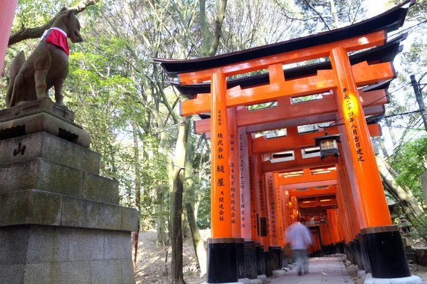 Torii kapılarında fushimi Inari tapınak Kyoto, japan.fushimi Inari tapınak Close-Up — Stok fotoğraf