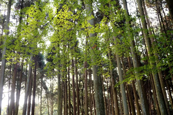 Bamboo — Stock Photo, Image