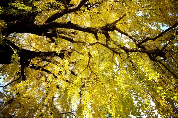 黄金の葉秋 — ストック写真