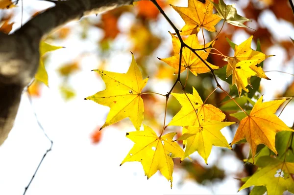 The fall season of Taiwan — Stock Photo, Image