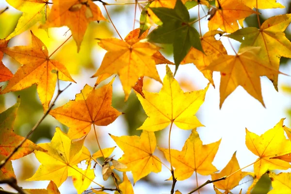 The fall season of Taiwan — Stock Photo, Image