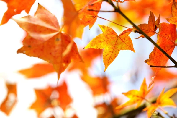 The fall season of Taiwan — Stock Photo, Image