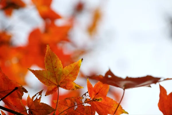 La stagione autunnale di taiwan — Stockfoto