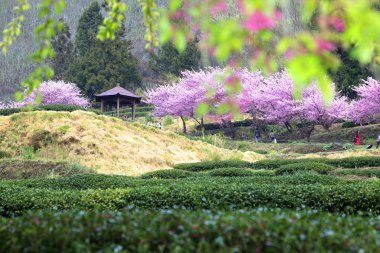 Güzel Sakura Bahçe Wuling çiftlik Tayvan