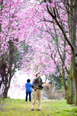 Güzel Sakura Bahçe Wuling çiftlik Tayvan