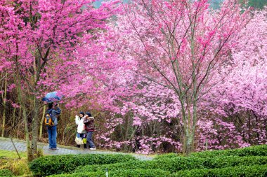 Güzel Sakura Bahçe Wuling çiftlik Tayvan