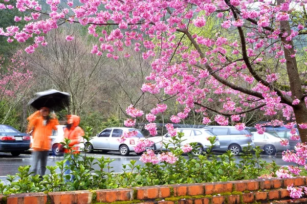 Hermoso jardín Sakura en Wuling Farm Taiwán — Foto de Stock