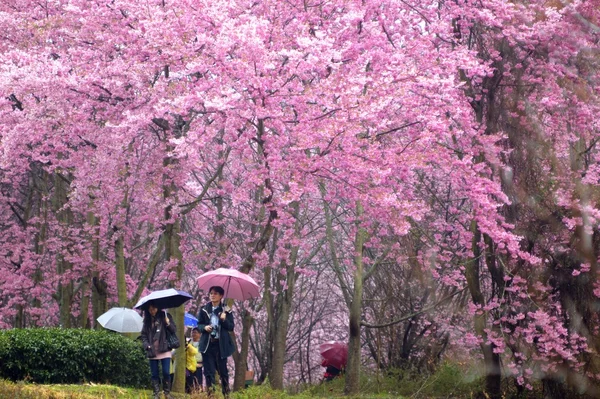 Bellissimo giardino Sakura in Wuling Farm Taiwan — Foto Stock