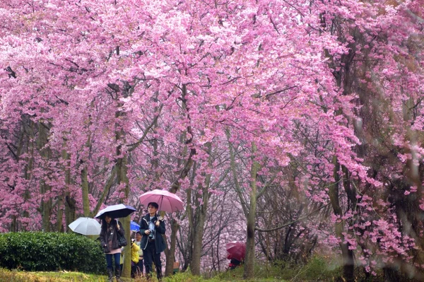 在武陵农场台湾美丽的樱花园 免版税图库照片