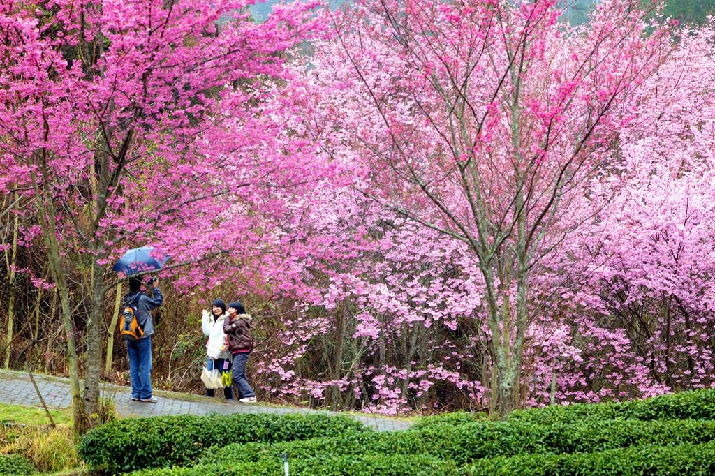 Sakura Garden Sakura Garden